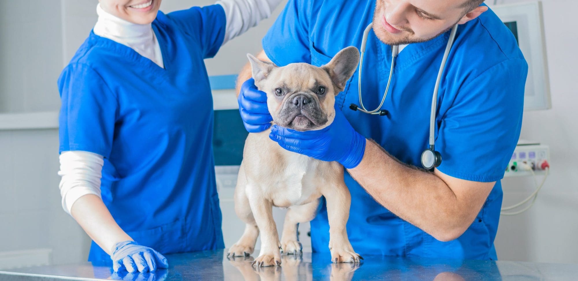 Veterinarians Wearing Blue Inspecting French Bulldog