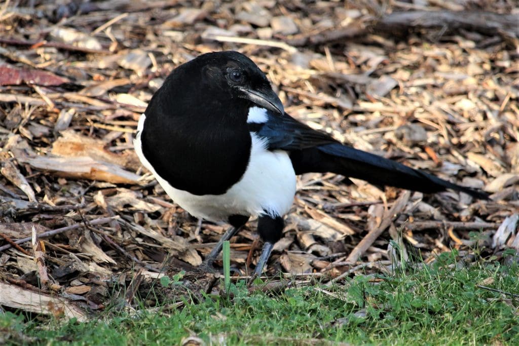 Simply Adorable Magpie